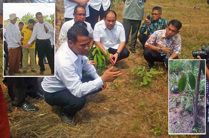 Semangka, Tumpang Sari Alternatif a la Petani Karet Banyuasin pada Fase TBM